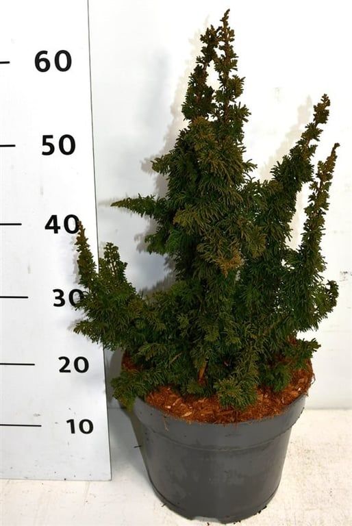 Thuja occ. 'Malonyana Holub', D 26