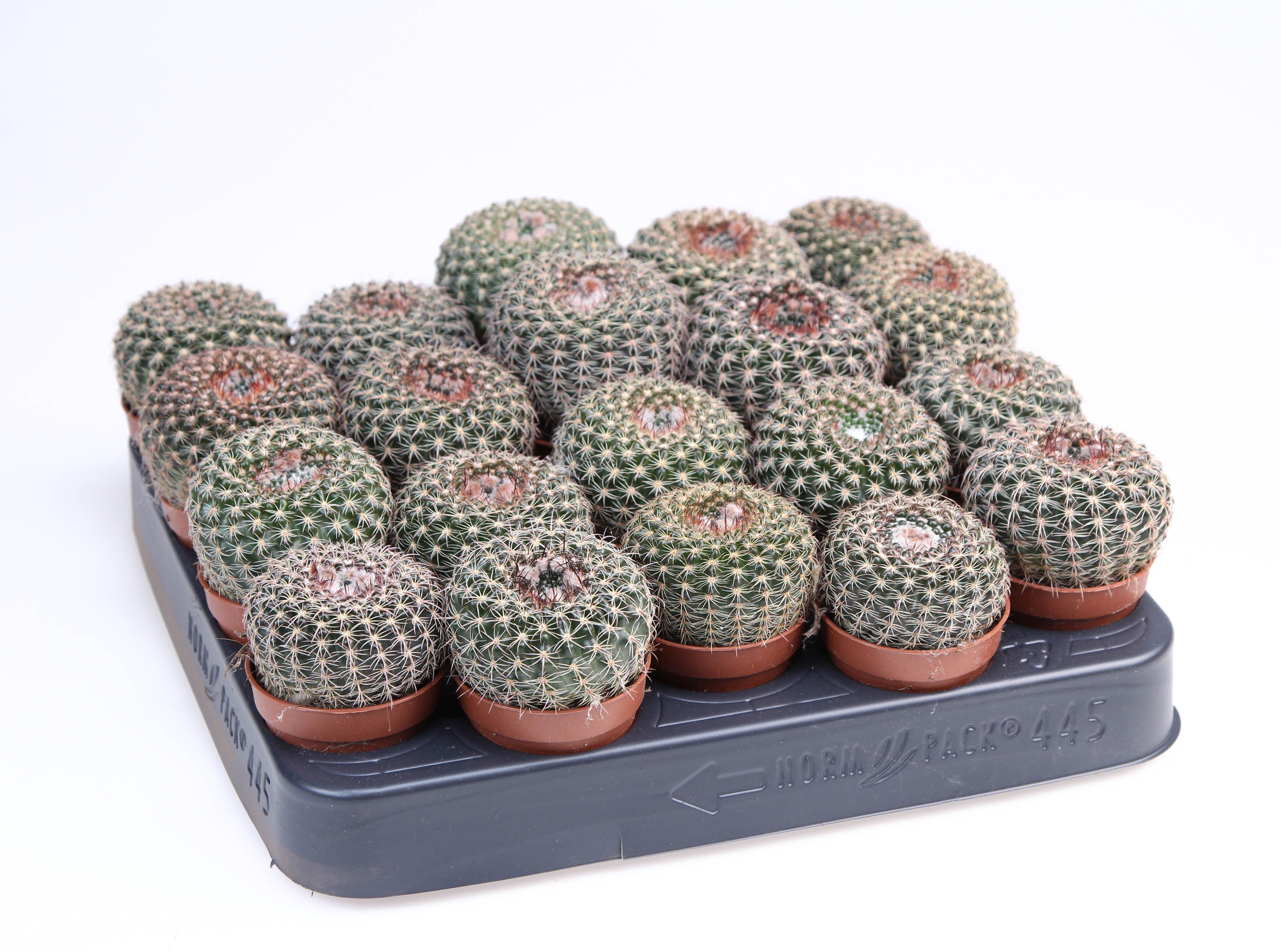 Notocactus Tambularis, D 5,5