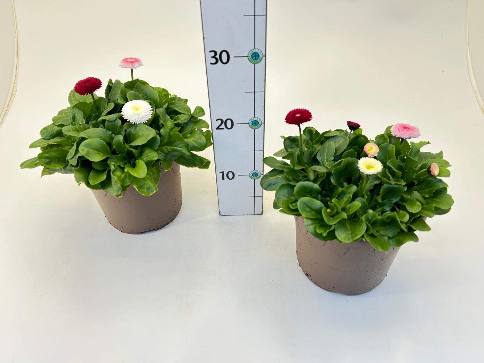 Bellis Trio Kübel, D 19