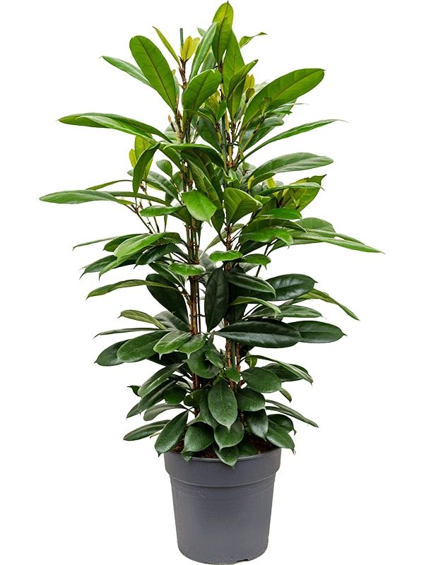 Ficus cyathistipula, D 30