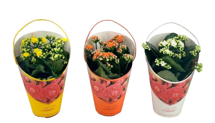 Calandiva 12 cm Cadeaucover Pasen met hengsel, D 12