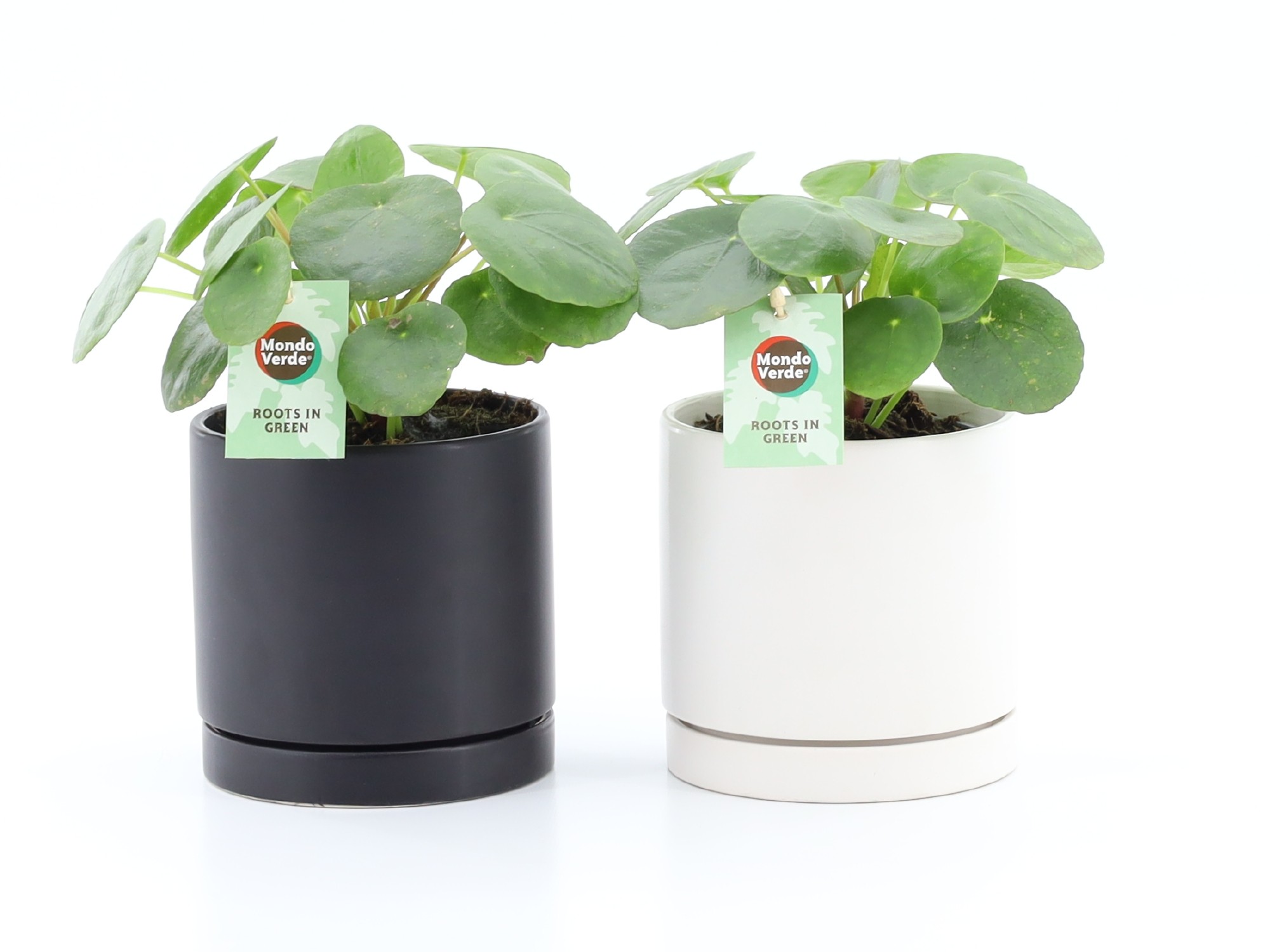 Pilea Peperomioides in Hainan keramiek, D 13