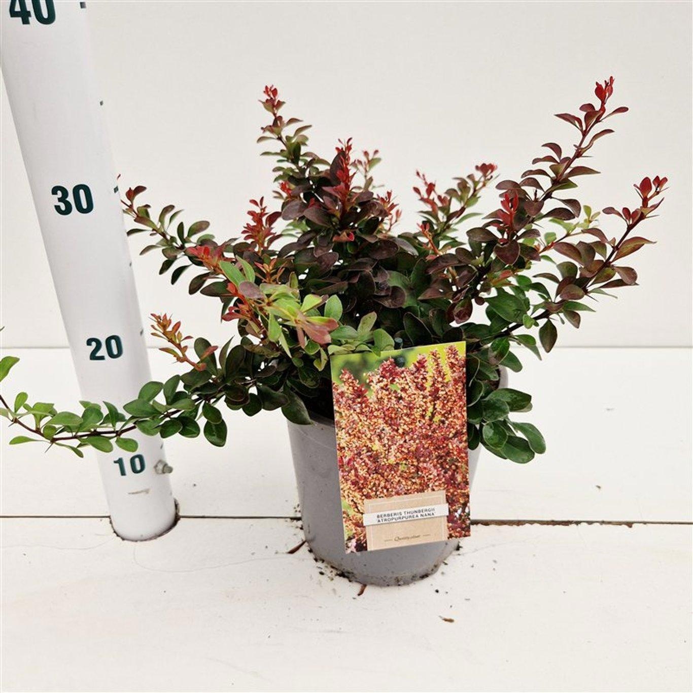 Berberis thunb. 'Atropurpurea Nana', D 17