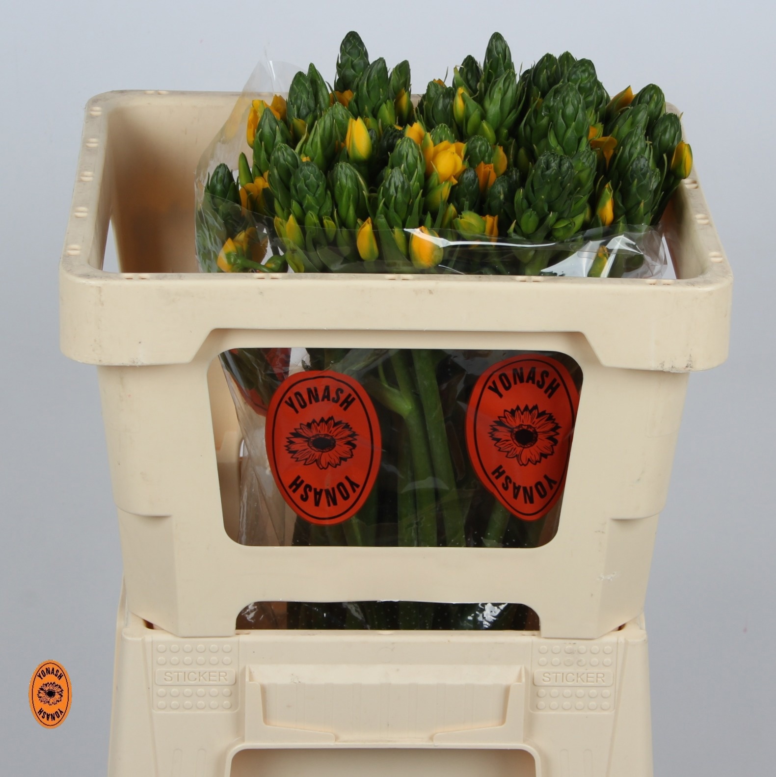 Орнитогалум Еллоу Аса 50, шт.