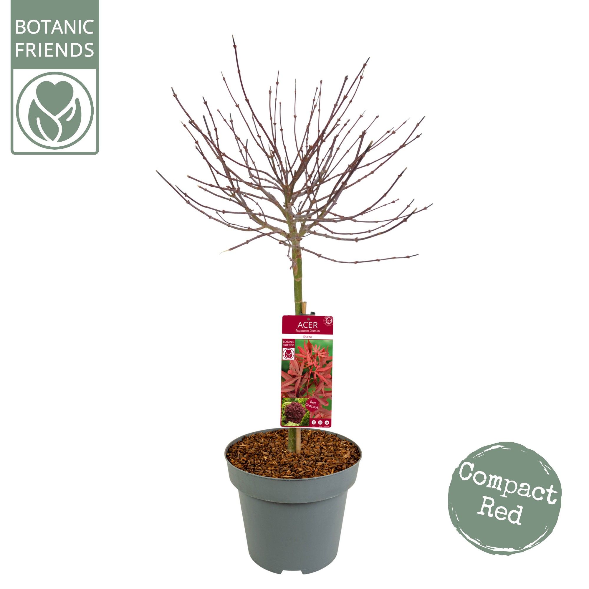 Acer palm. 'Shaina' C14 laagstam, D 30