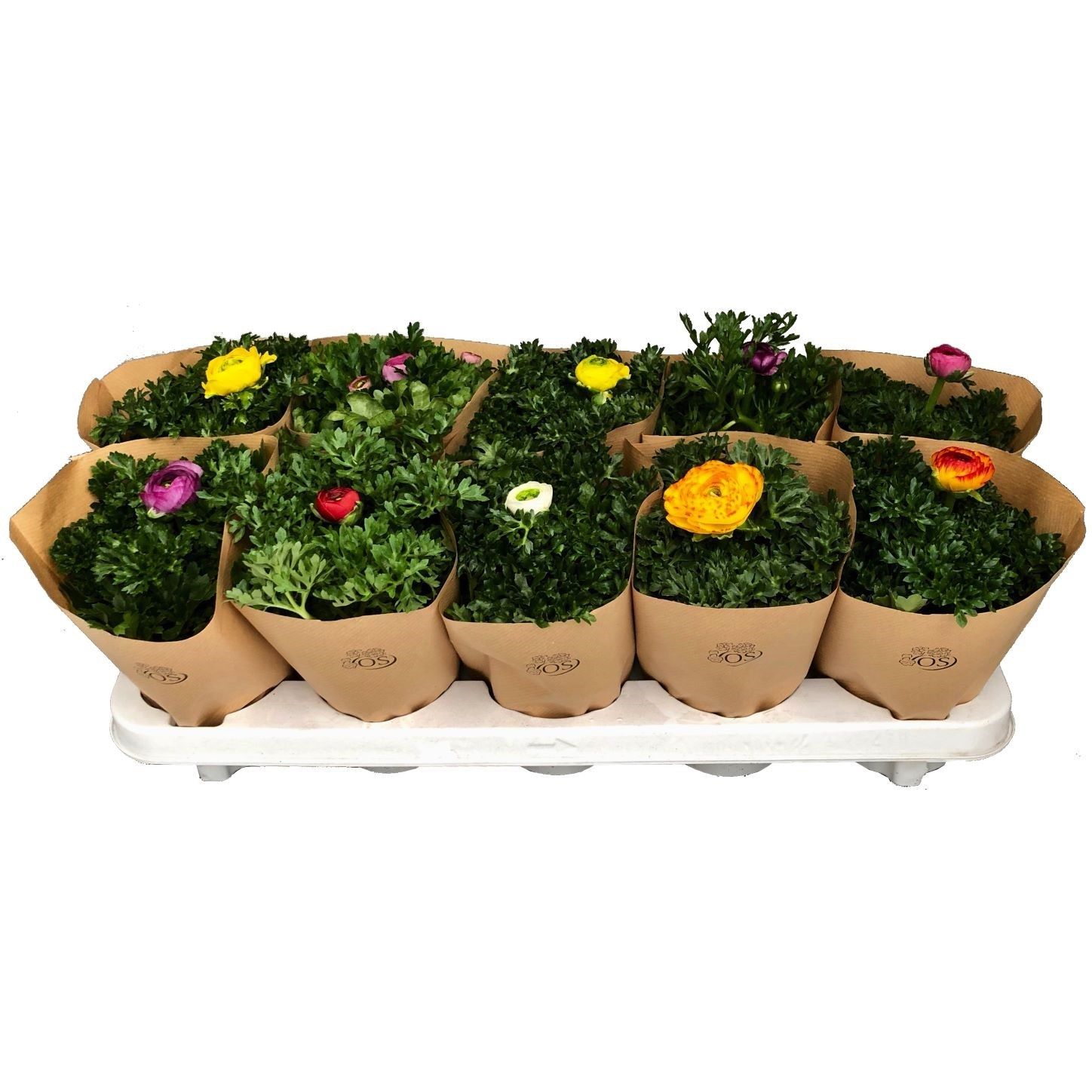 702 RE PVO : Pot 10.5 cm Ranonkel gemengde kleuren, D 10,5