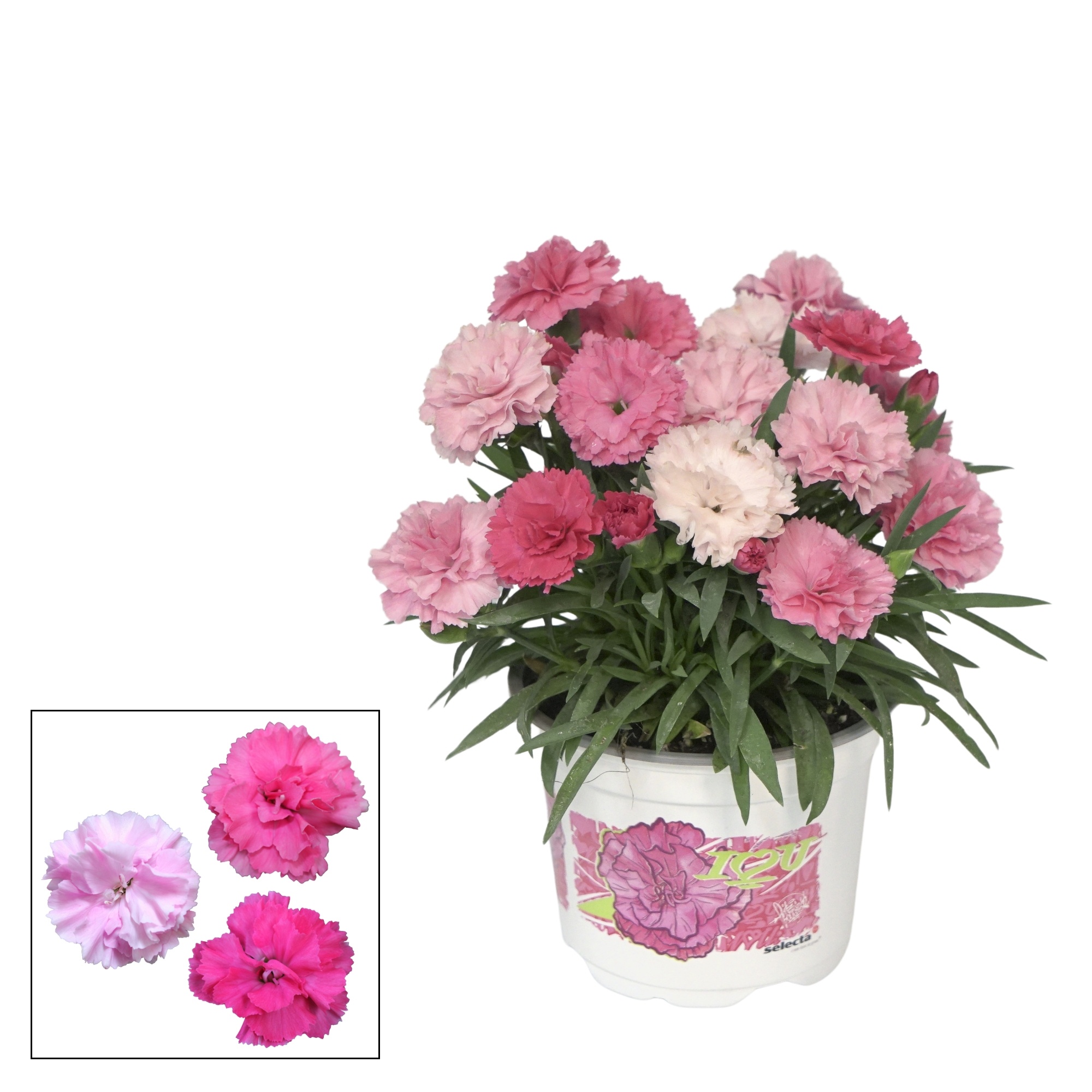 Dianthus - 10,5 cm I LOVE YOU, D 10,5