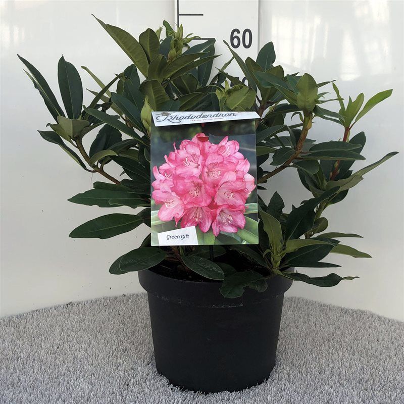 Rhodo. 'Etoile de Sleidinge' light red, D 29