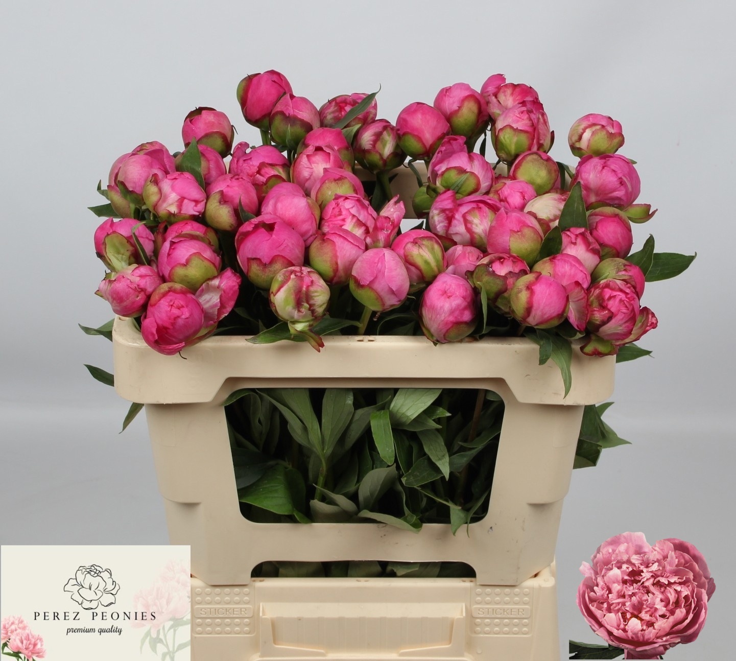 Пион Александр Флеминг 50, шт.