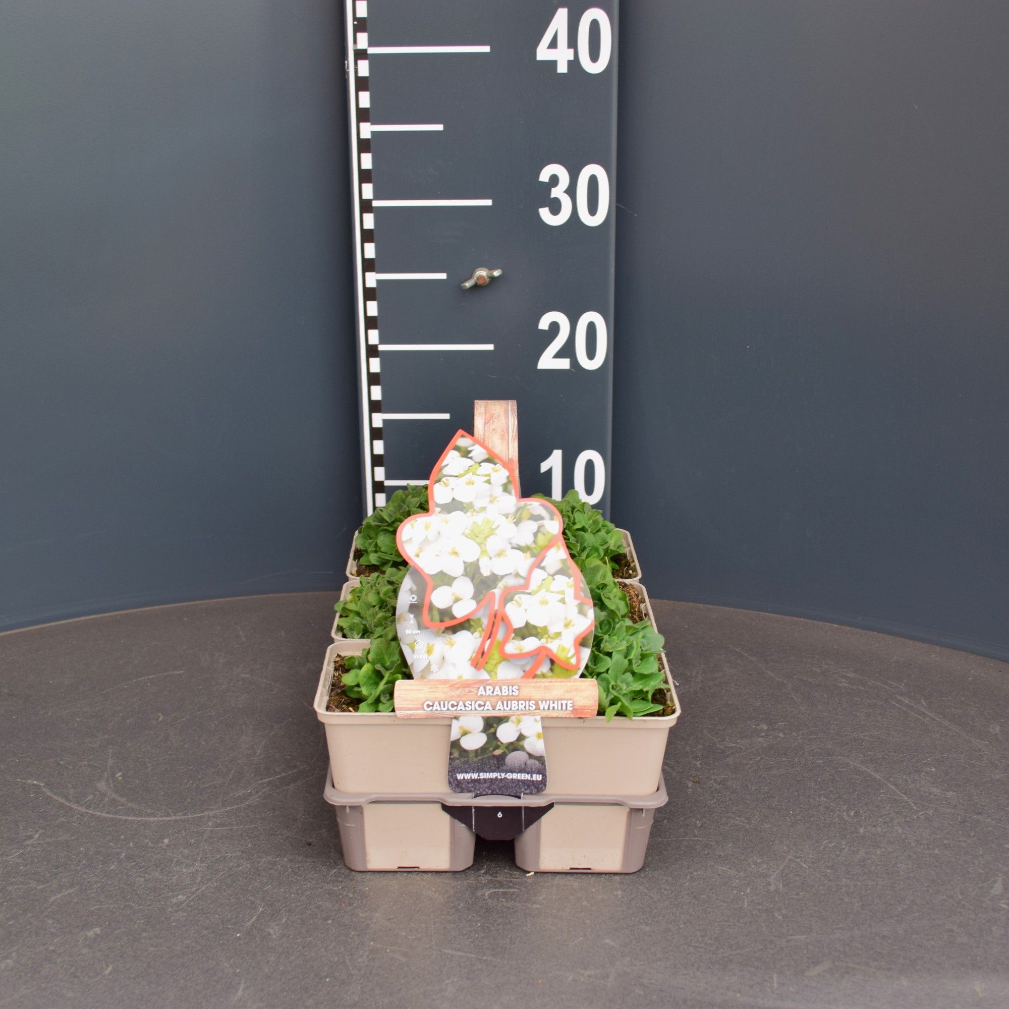 Arabis caucasica aubris white (6-pack), D 9