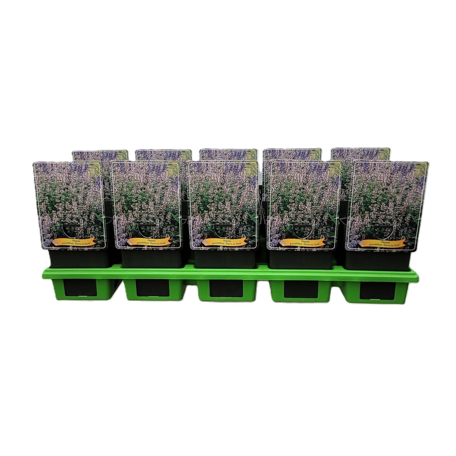Nepeta grandiflora 'Dawn to Dusk' P11, D 11