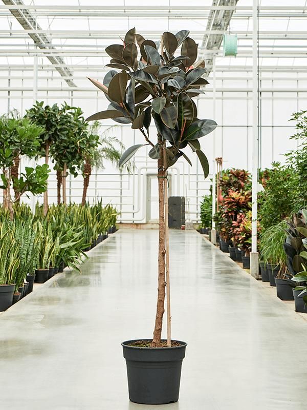 Ficus elastica 'Abidjan', D 38