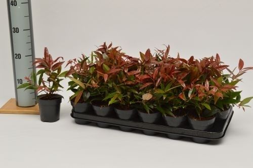 Leucothoe keis. Royal Ruby, D 9