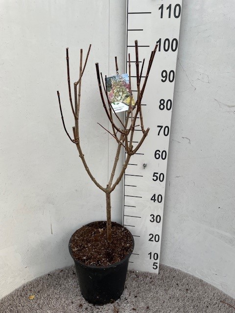 Hydrangea pan. Candlelight 40-50 stam P28 C10, D 28