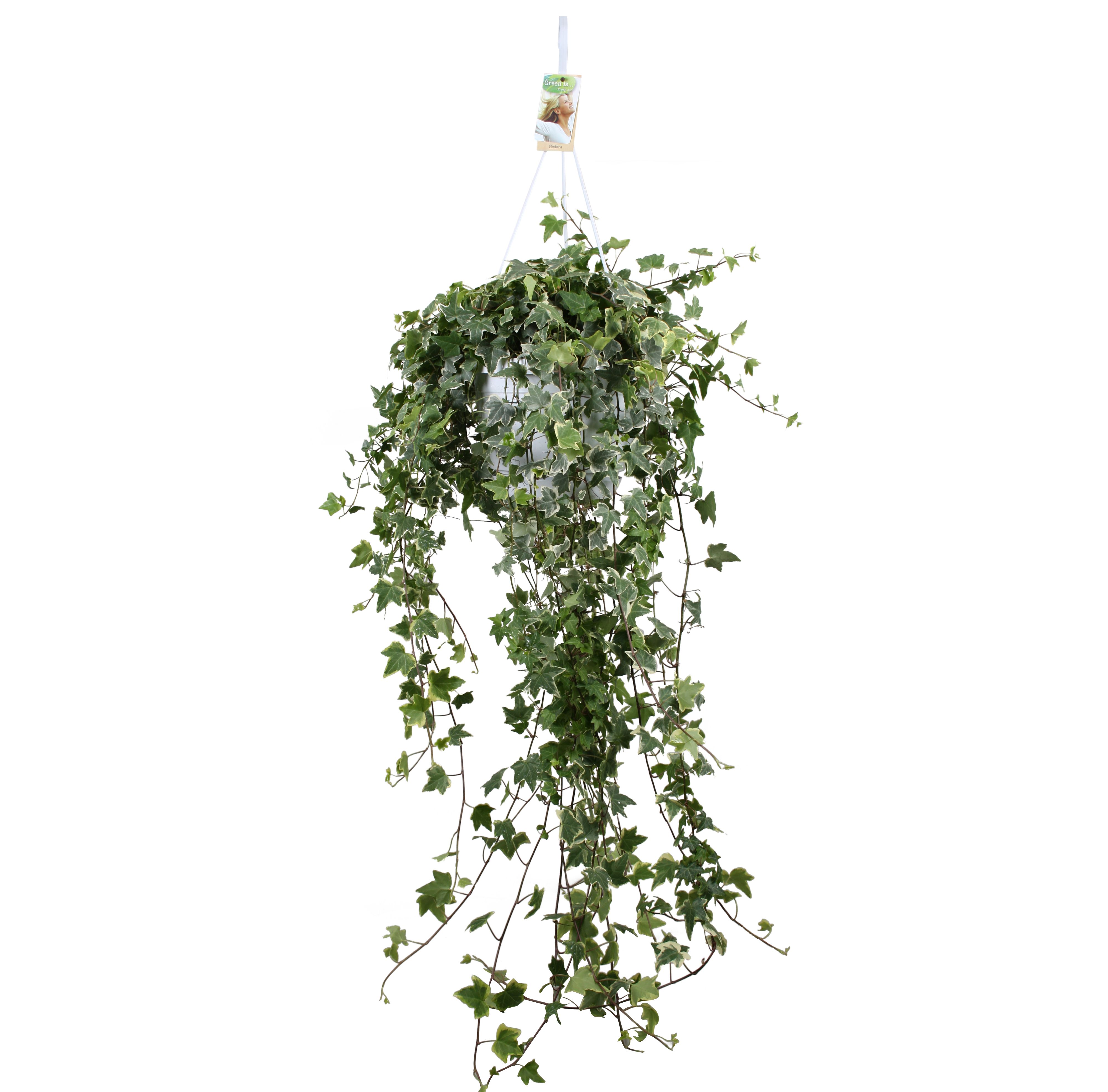 Hedera helix Eva - hang/XXL, D 24