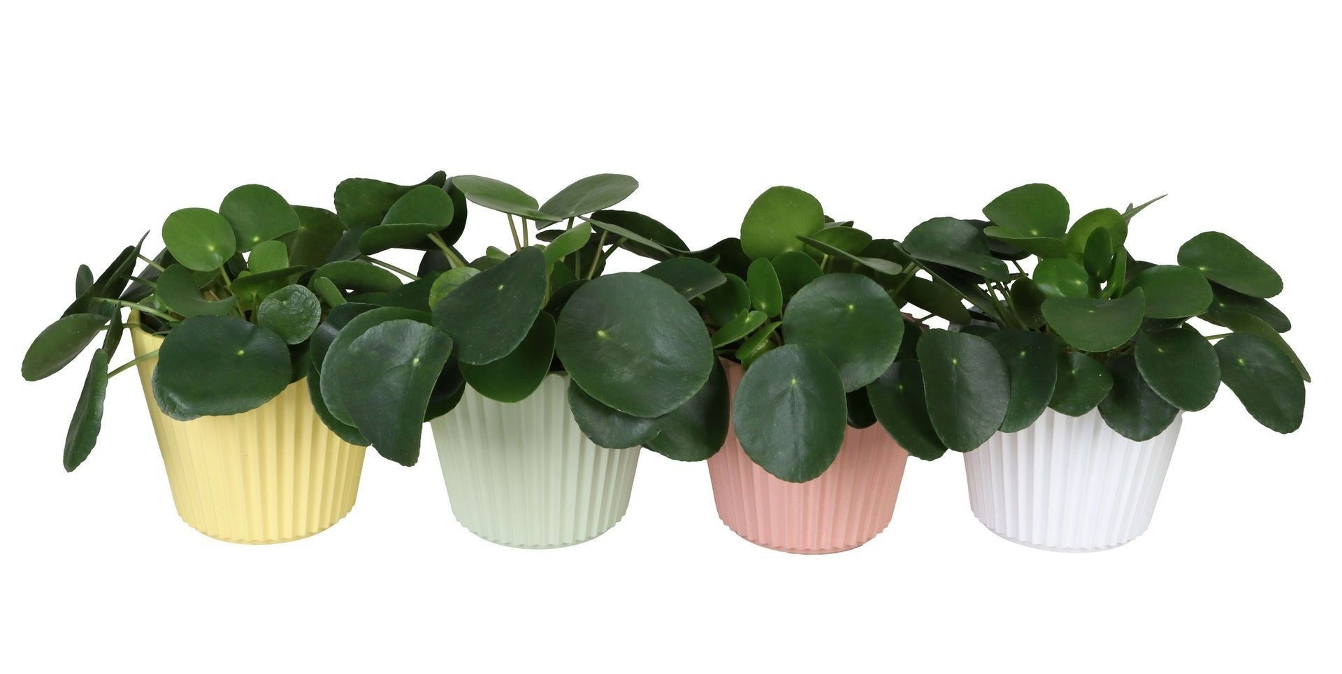 L 67316 with Pilea Peperomioides 12 cm, D 12