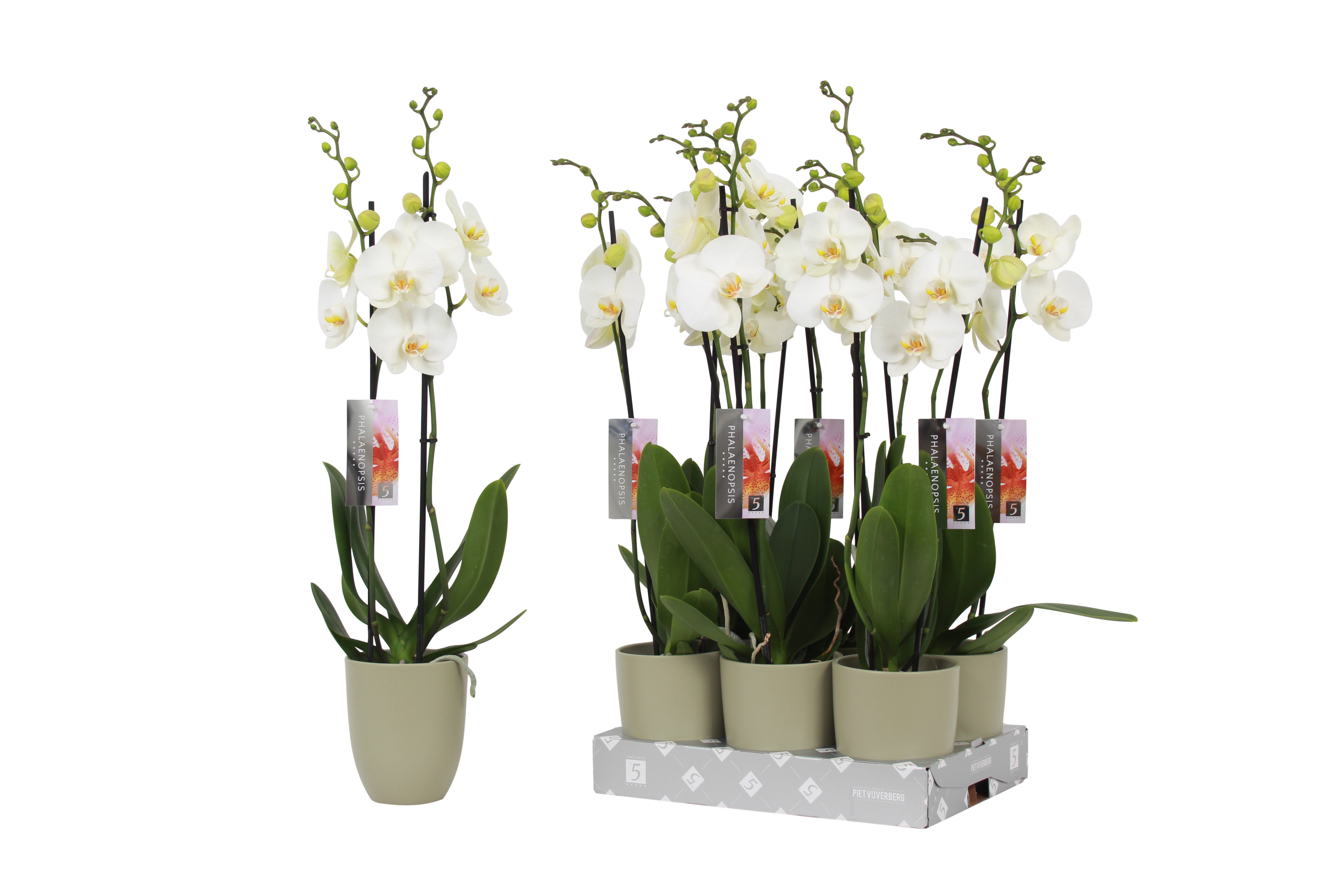 Phalaenopsis White, 2-spike Green Ceramics, D 12