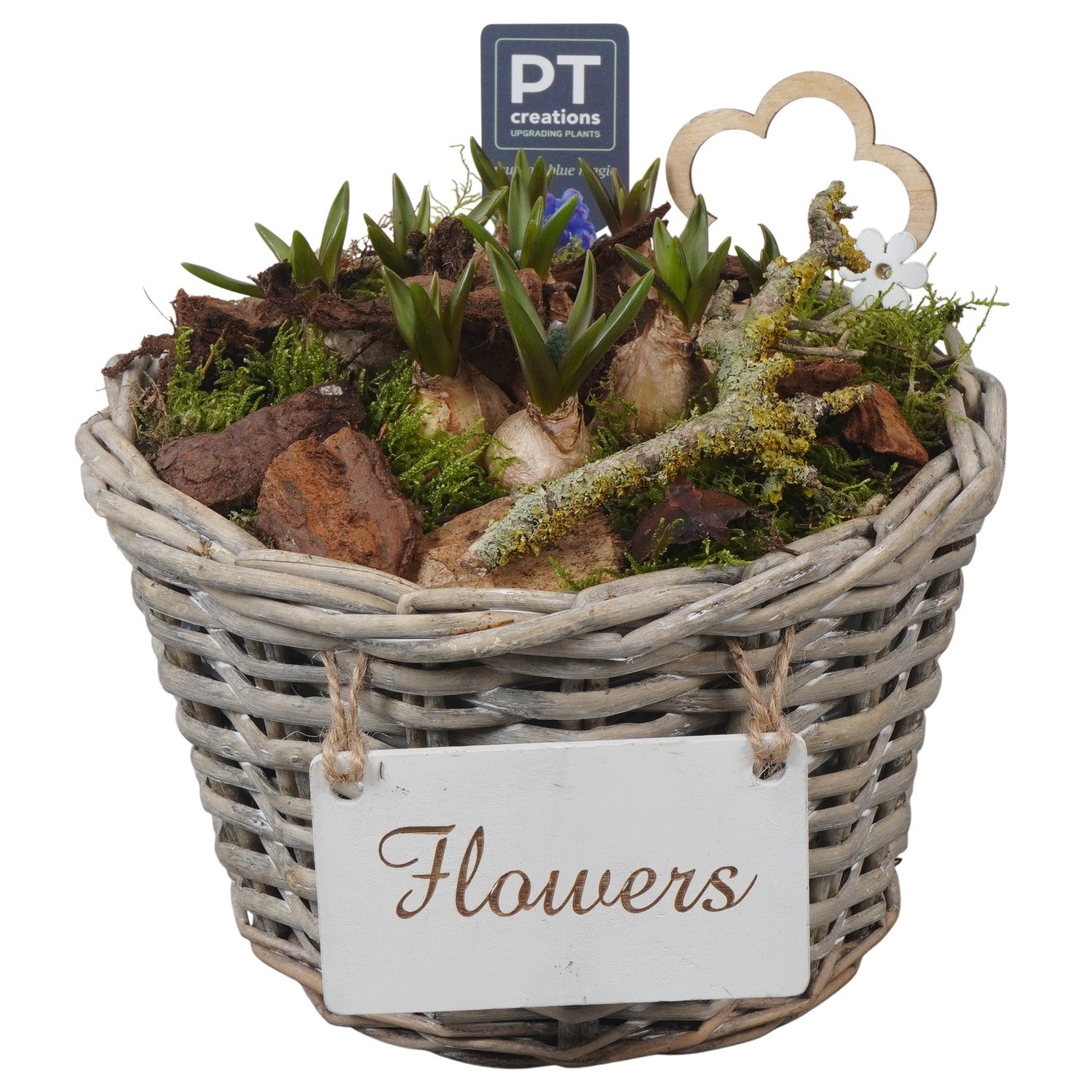 PTMB6227 Arrangement Muscari Blue in riet mand, D 20