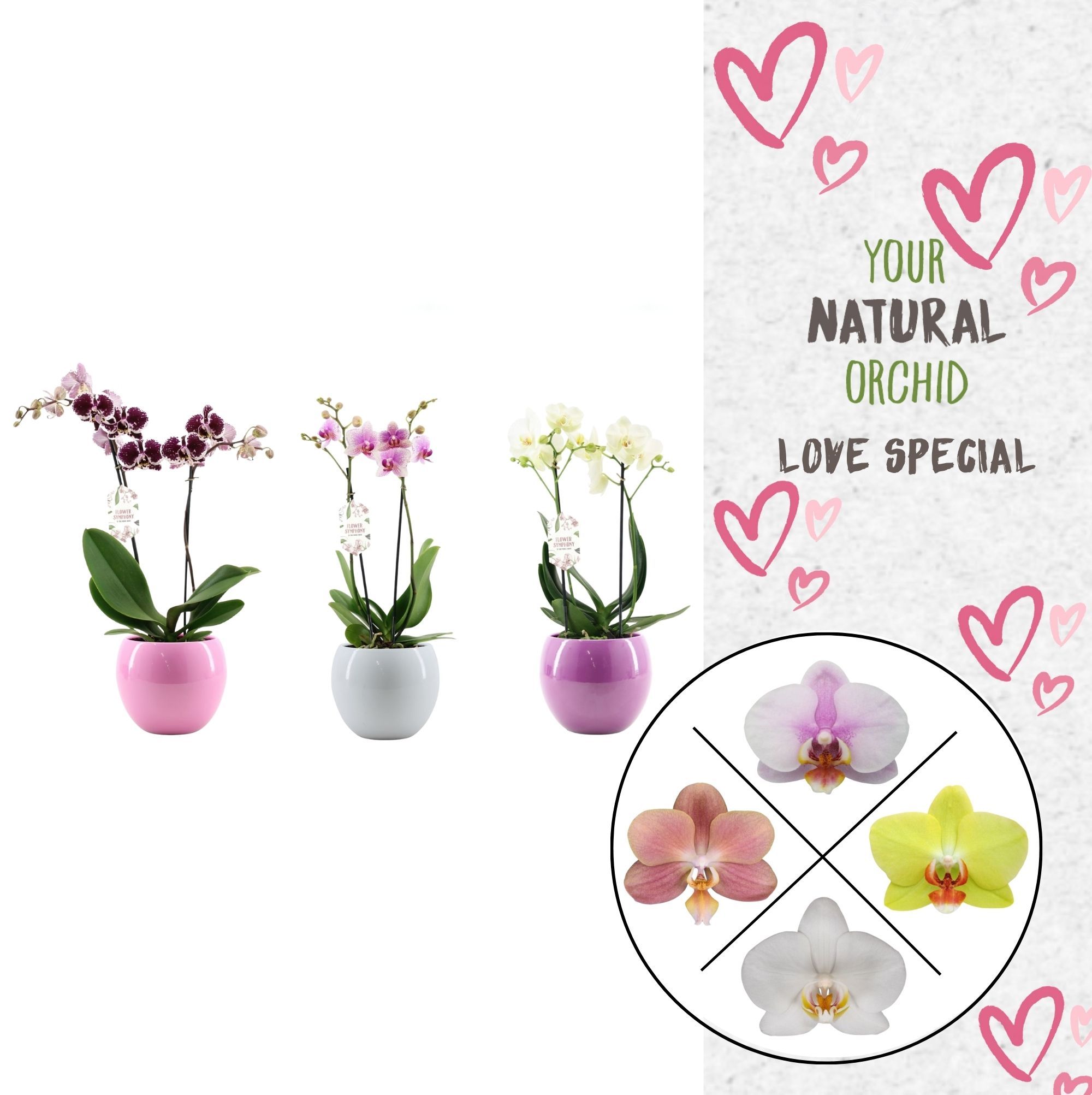 Phal. 2 spike Flower Symphony Mix in Lisa keramiek, D 12