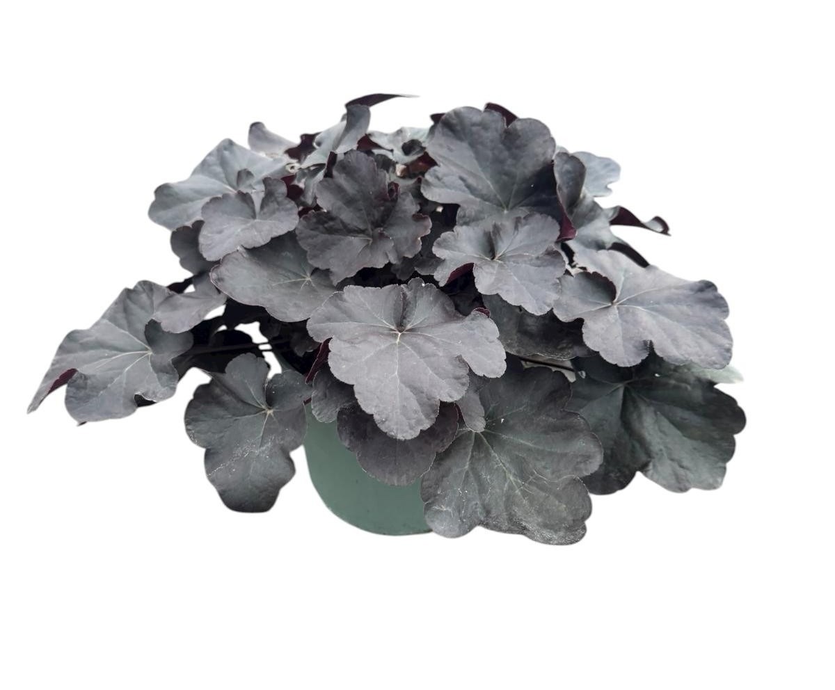 Heuchera Obsidan, D 19