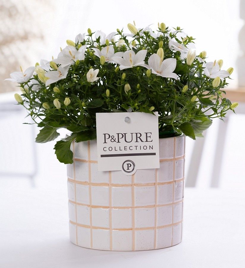Campanula Atlanta Pure 'Tirza' Ceramics, D 14