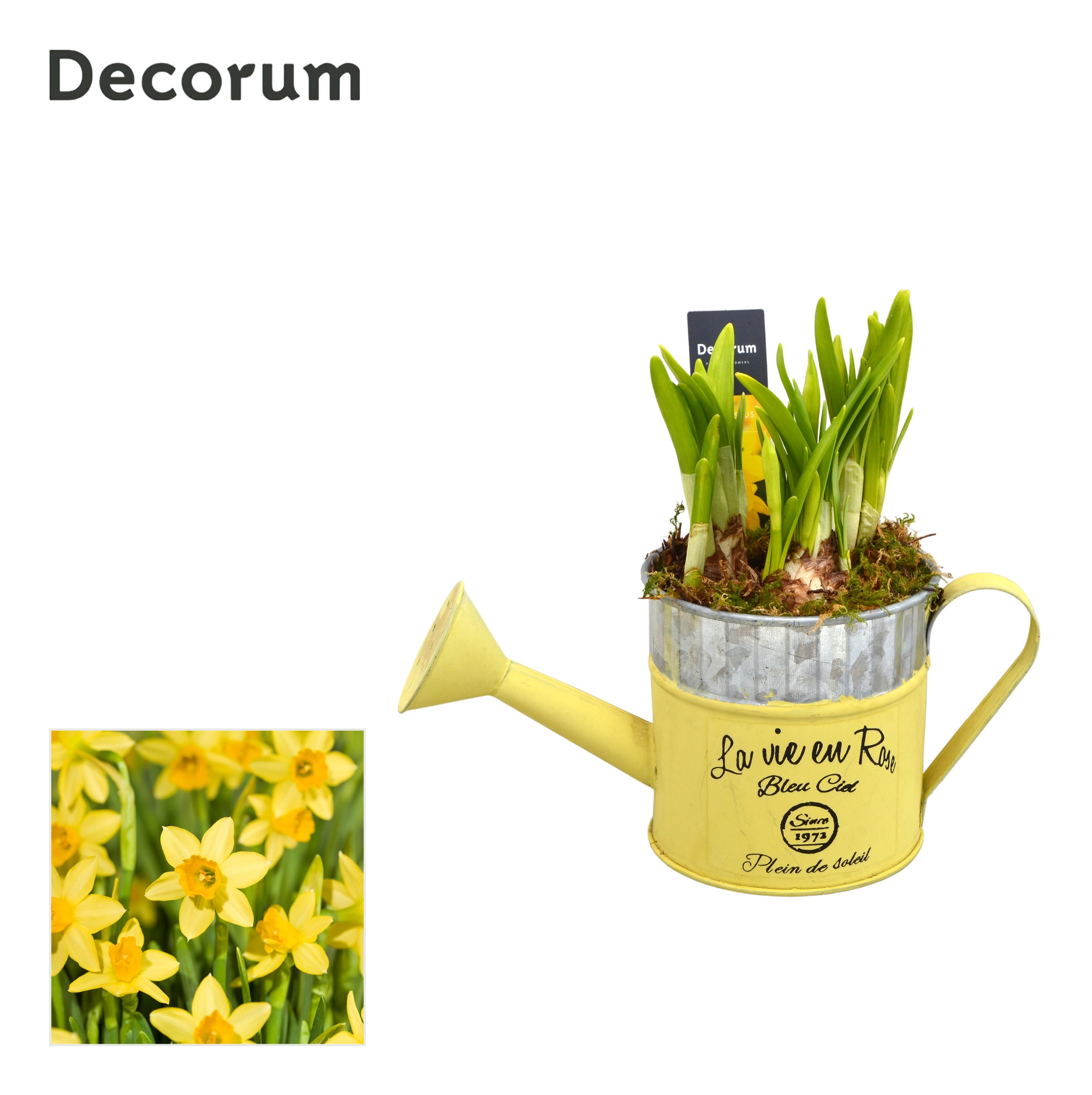 Narcis Gieter Mini HL18553N, D 10