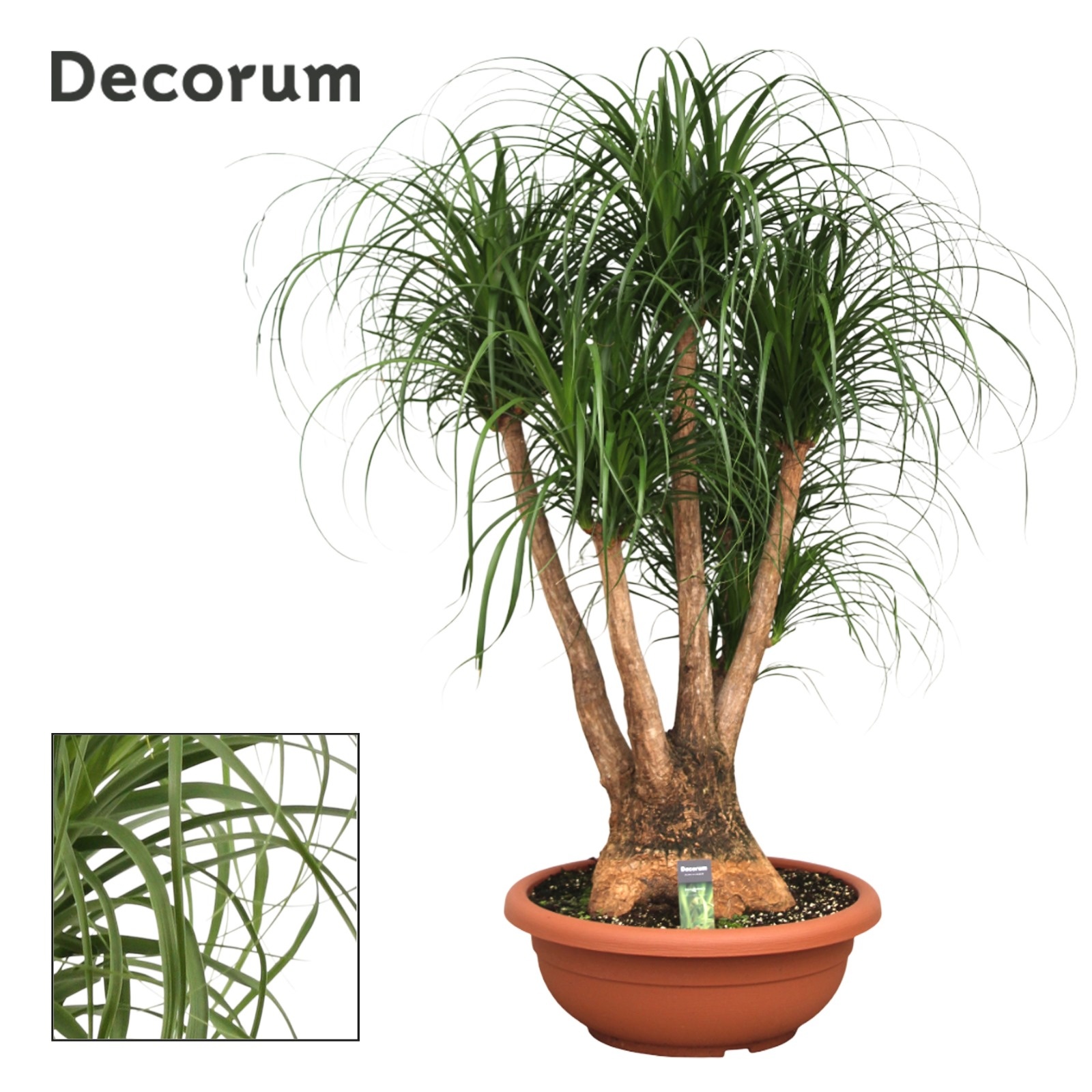 Beaucarnea vertakt compact in 55 cm schaal, D 55