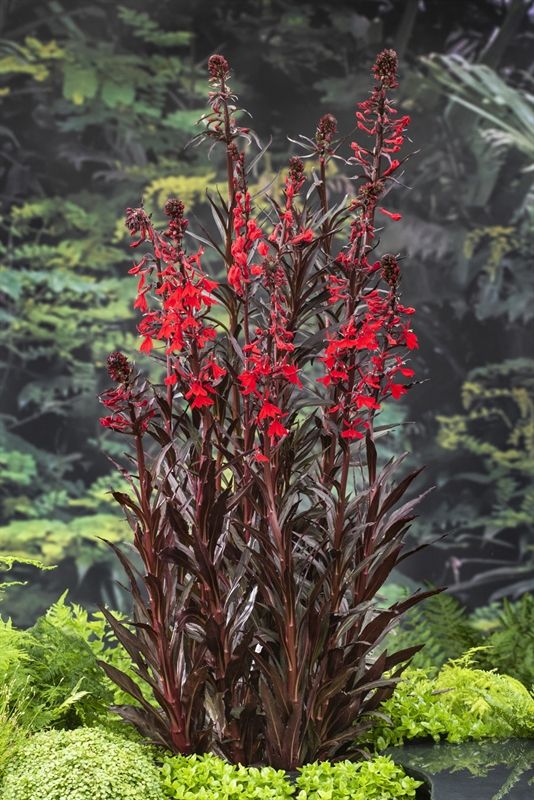 Lobelia cardinalis (18x18), D 18