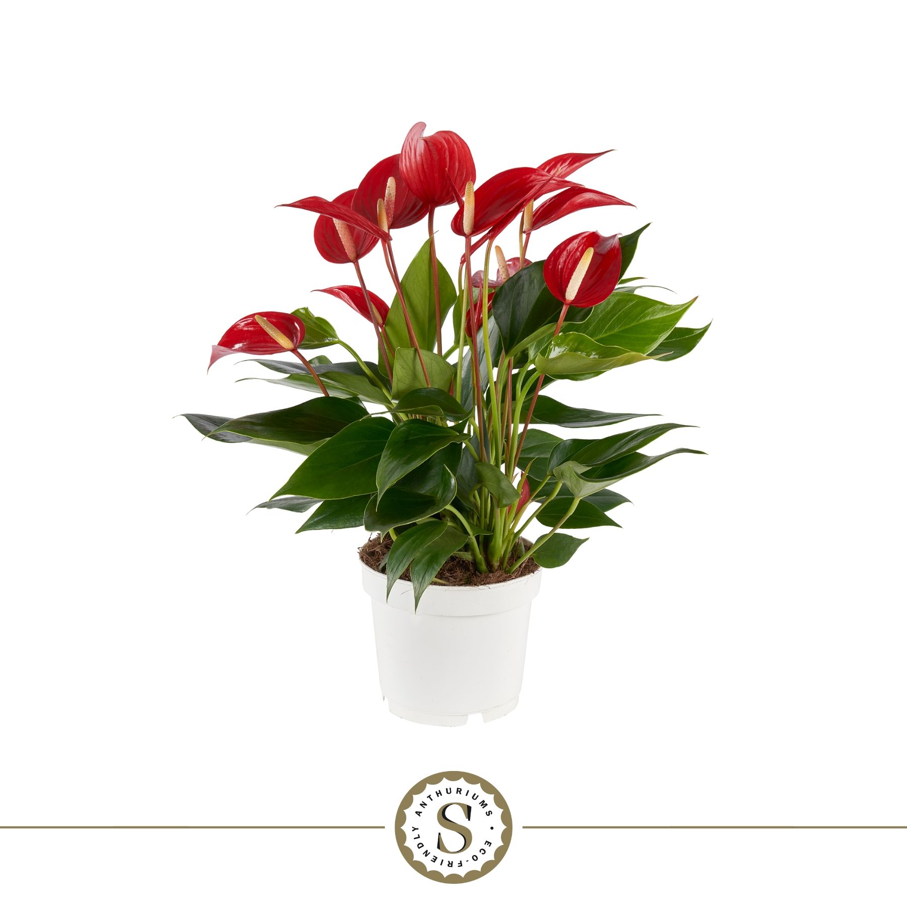 Anthurium Mille Fleurs Roja 12cm, D 12