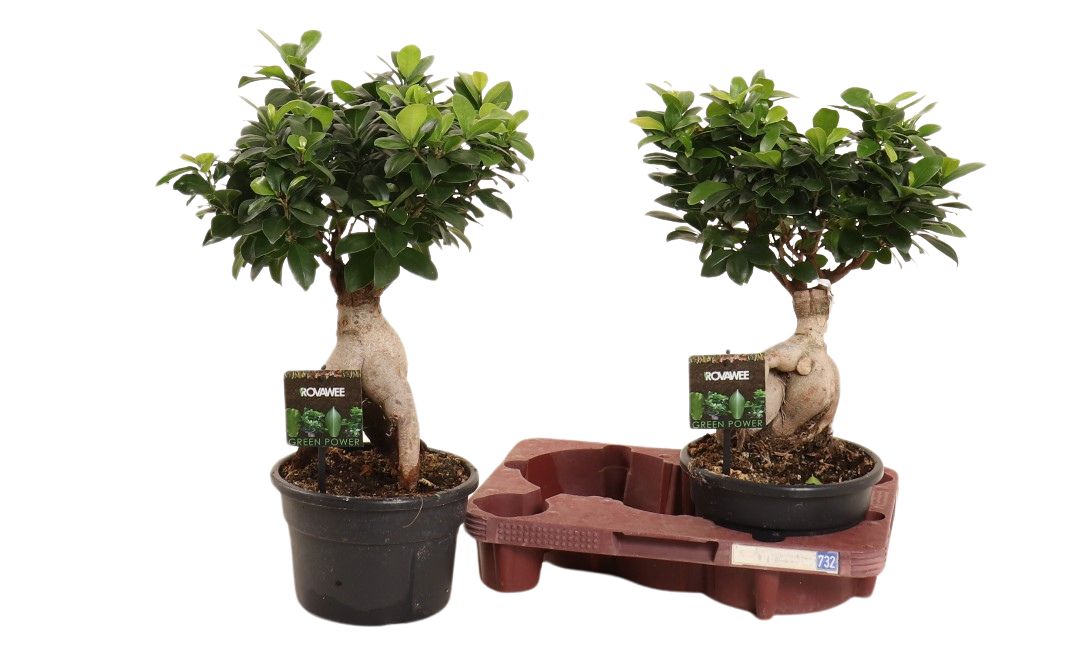 Ficus micr. Ginseng in kunststof pot in fust 732, D 19