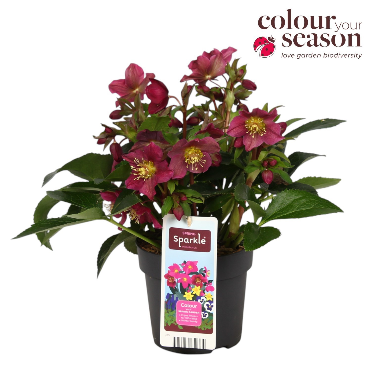Helleborus Spring Sparkle Red P15, D 15
