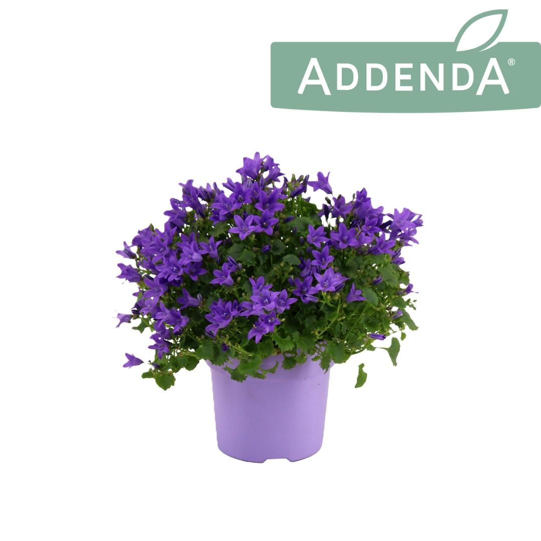 Campanula Ambella Intense Purple Ton sur Ton, D 10,5