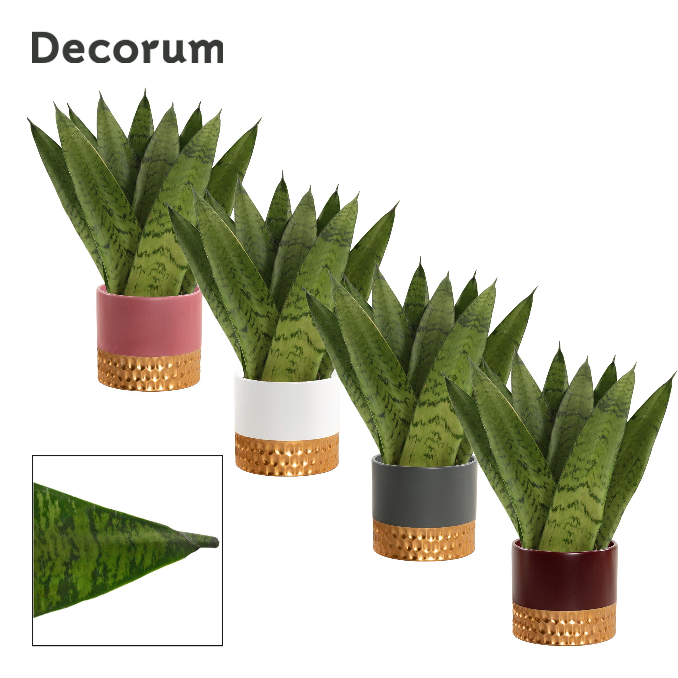 Sansevieria Zeylanica Fan 9 cm in Frederique (Rich love-collecti, D 9