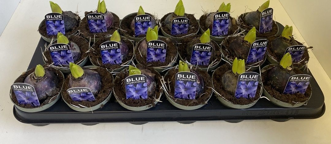 9 cm Hyacint Blue Pearl, D 9