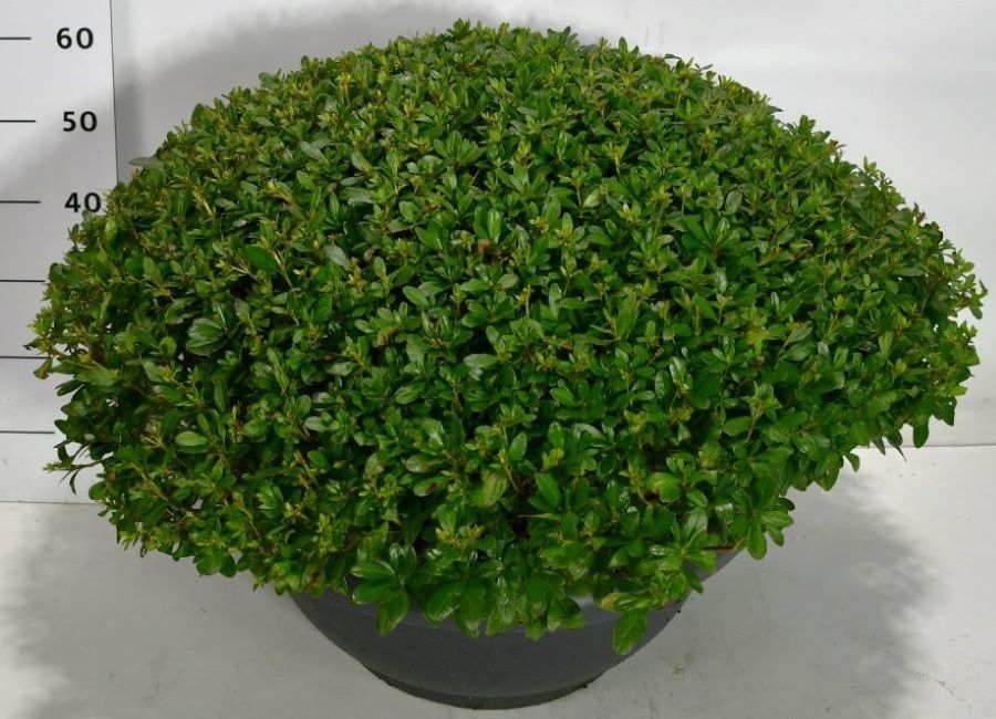 Rhododendron (AJ) 'Purple Splendor', D 52