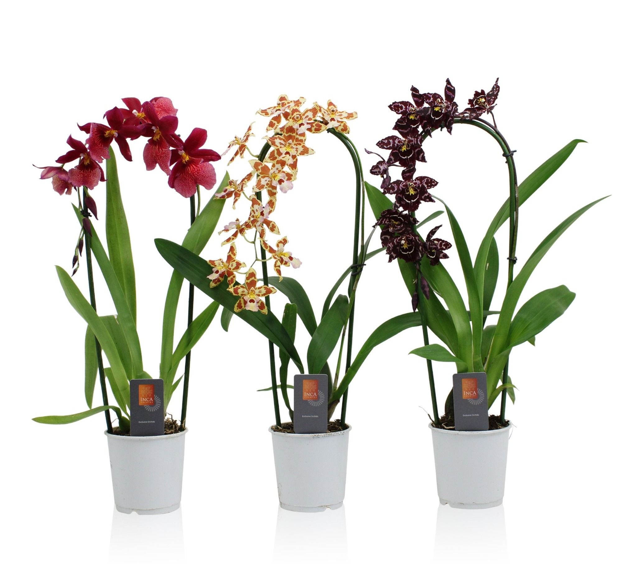 Inca Orchid mix Cascade 9cm, D 9