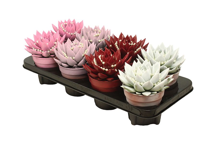 Miranda coloured love mix + chain, D 12