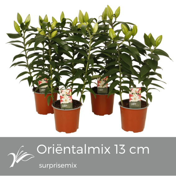 Lily Looks Surprise mix 13 cm (or. lelie), D 13