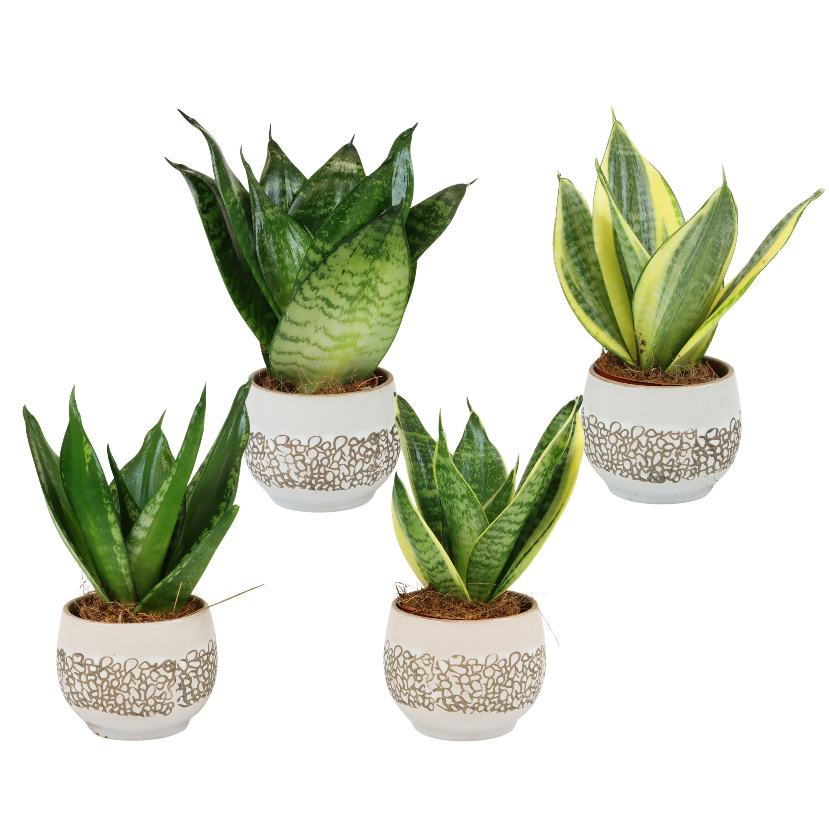 Kalahari with Sansevieria Hahni mix, D 6