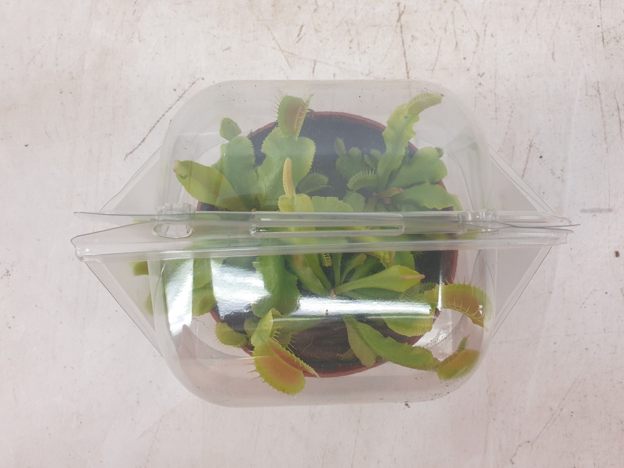 Dionaea muscipula in blister, D 12