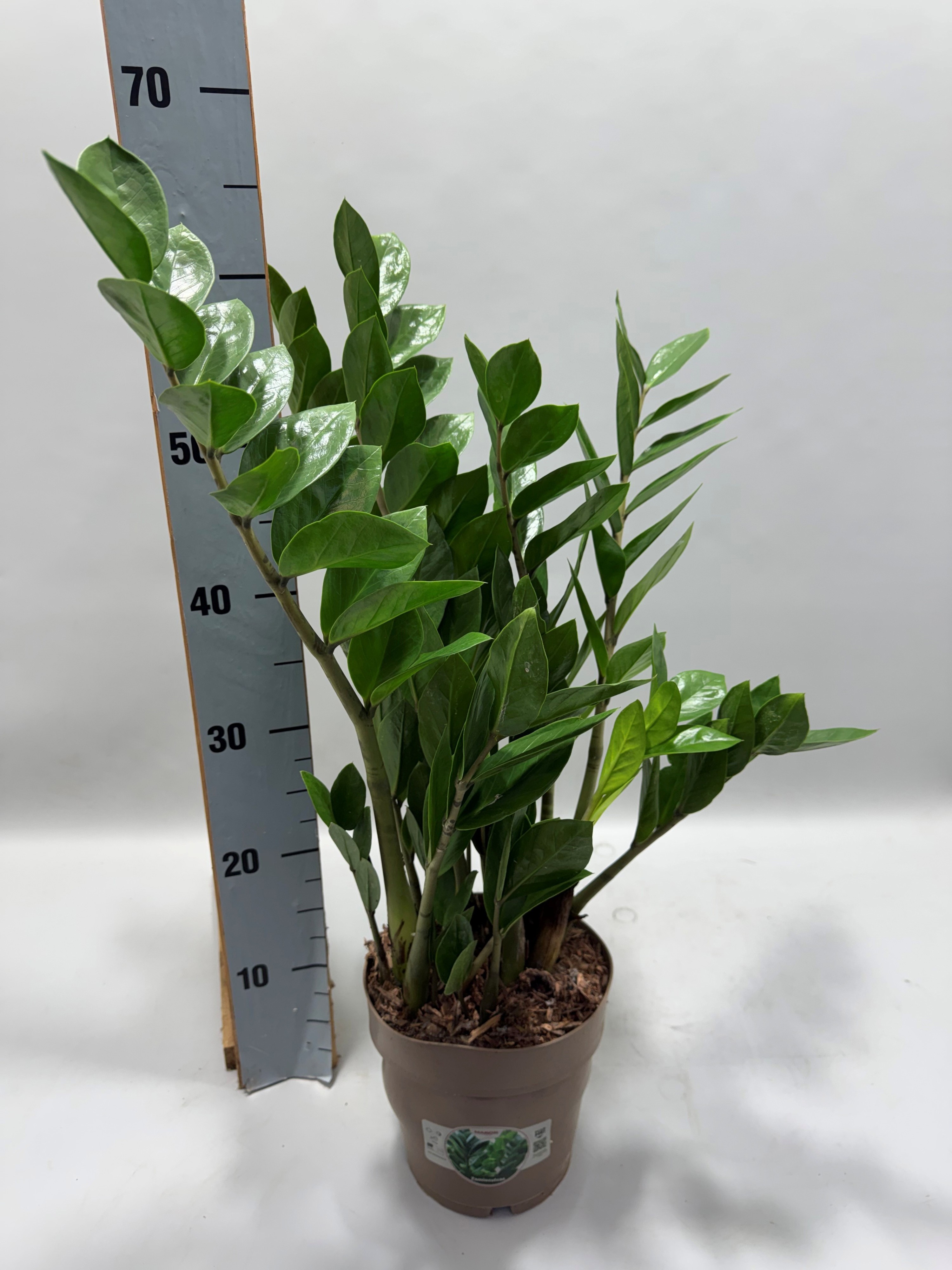 Zamioculcas P17 65cm 8+ veren, D 17