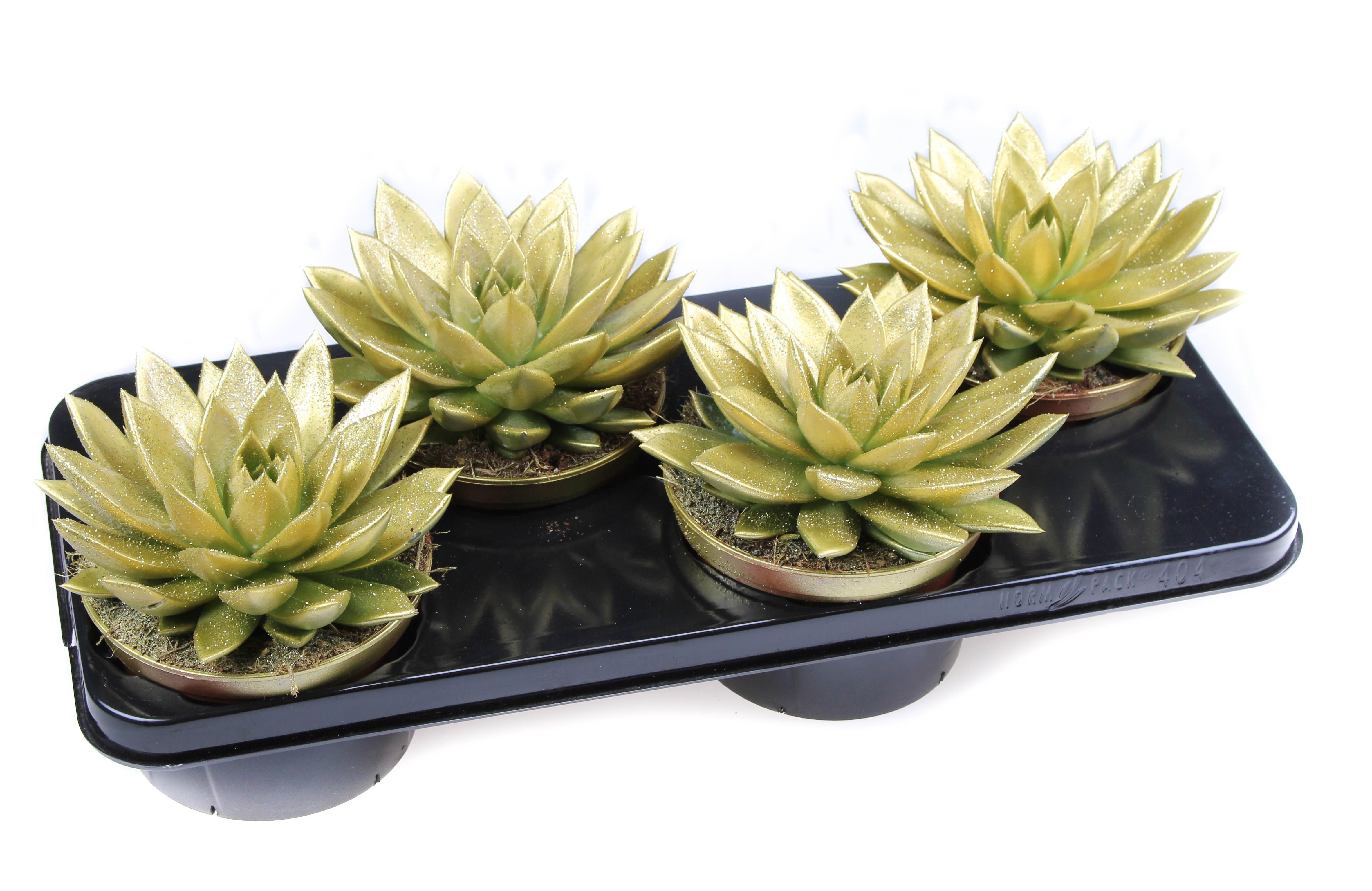 Miranda goud + bio glitter, D 15