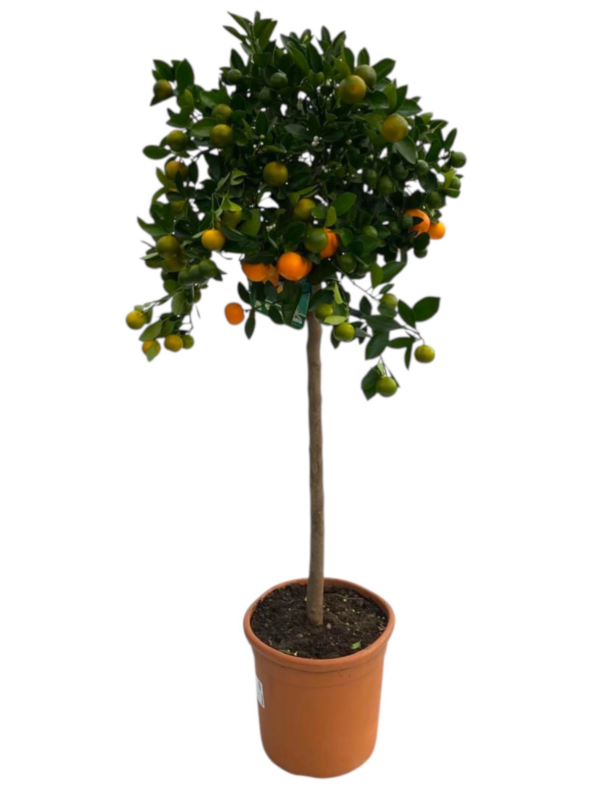 Citrus Calamondin, D 25