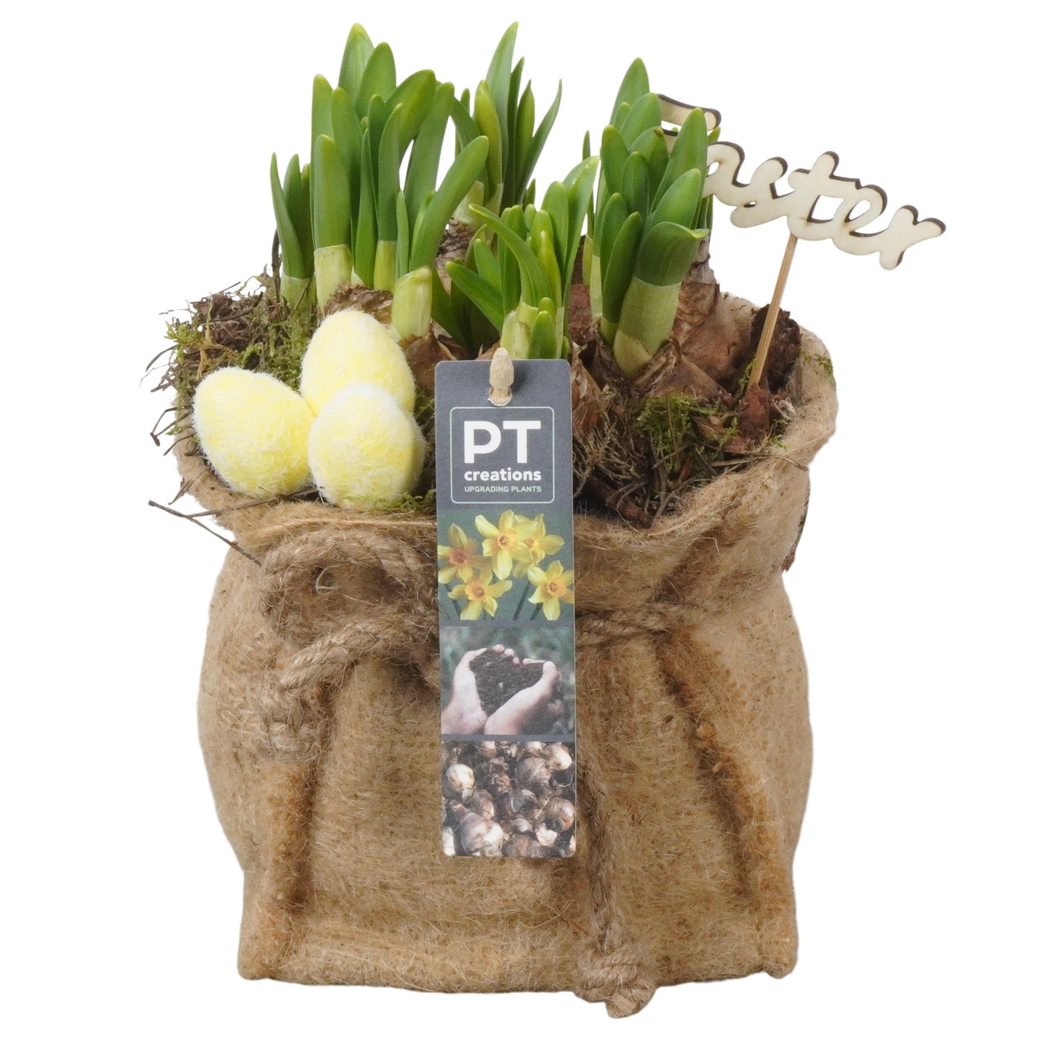 PTNP4510 Arrangement Narcissus Easter in jute zak, D 13