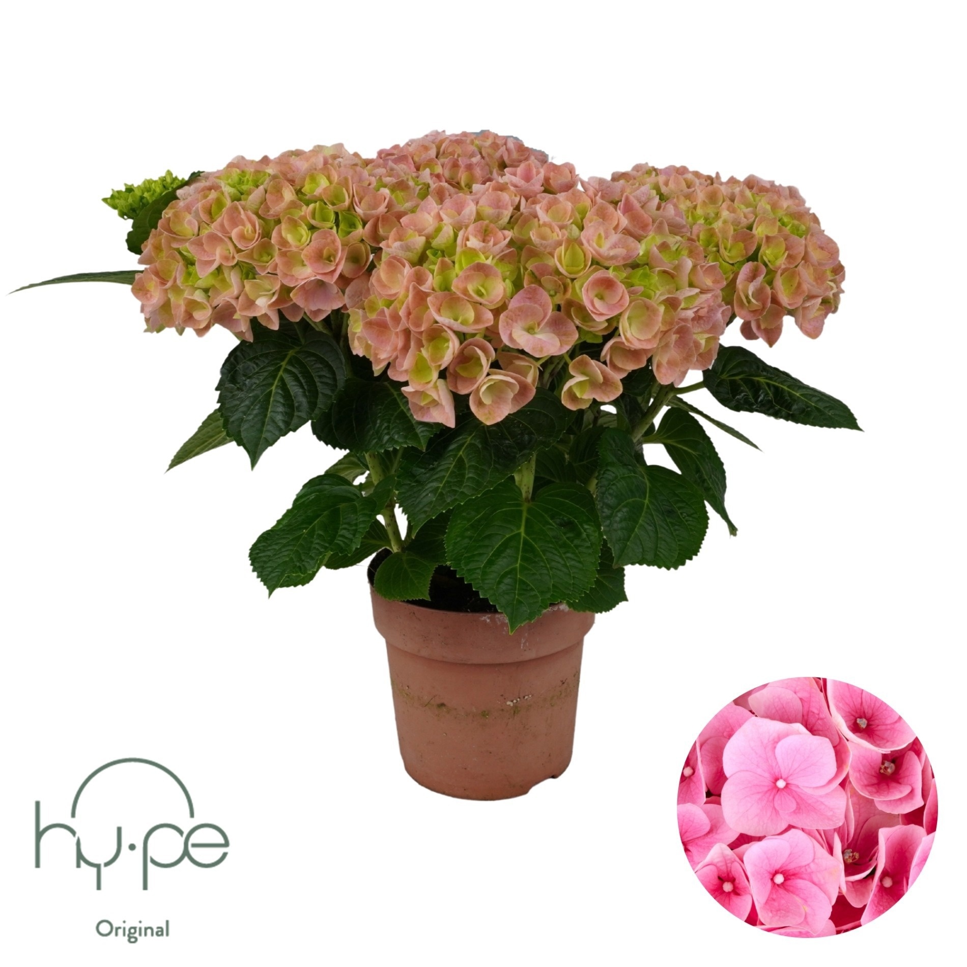 Hydrangea Mophead Pink 5+ | Hy-pe Original, D 14