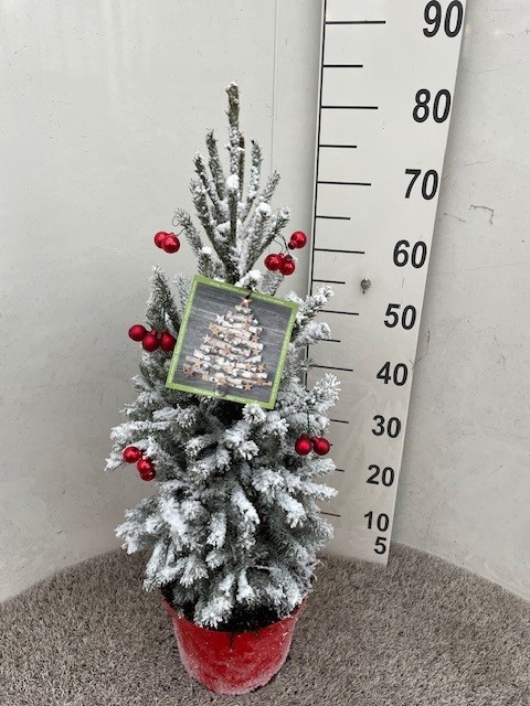 Picea glauca Super Green 60-70 P23 met sneeuw en kerstballen, D 23