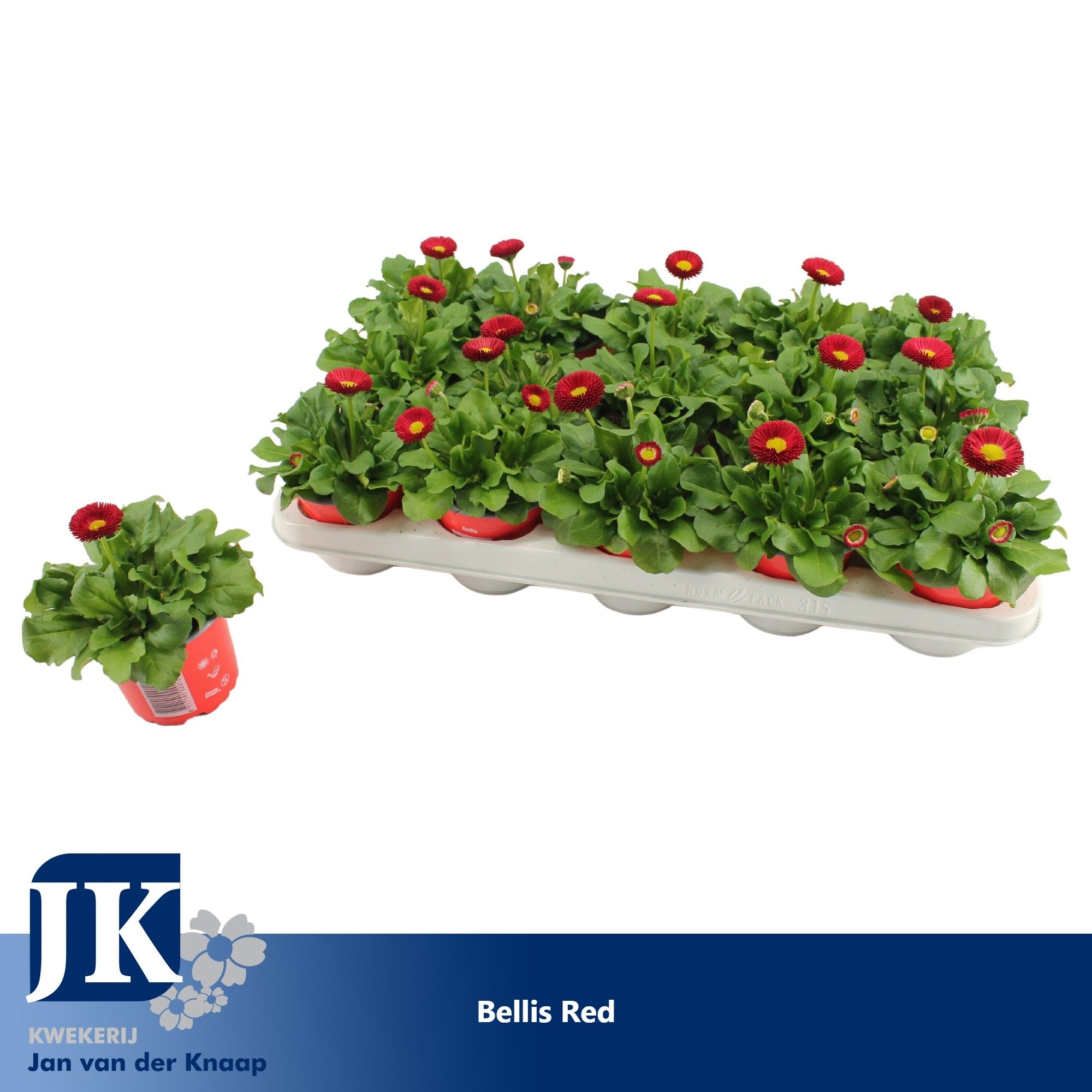 Bellis Red p10.5, D 10,5