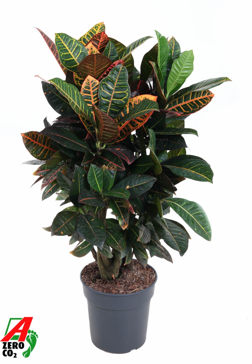 Codiaeum Petra vertakt P24, D 24