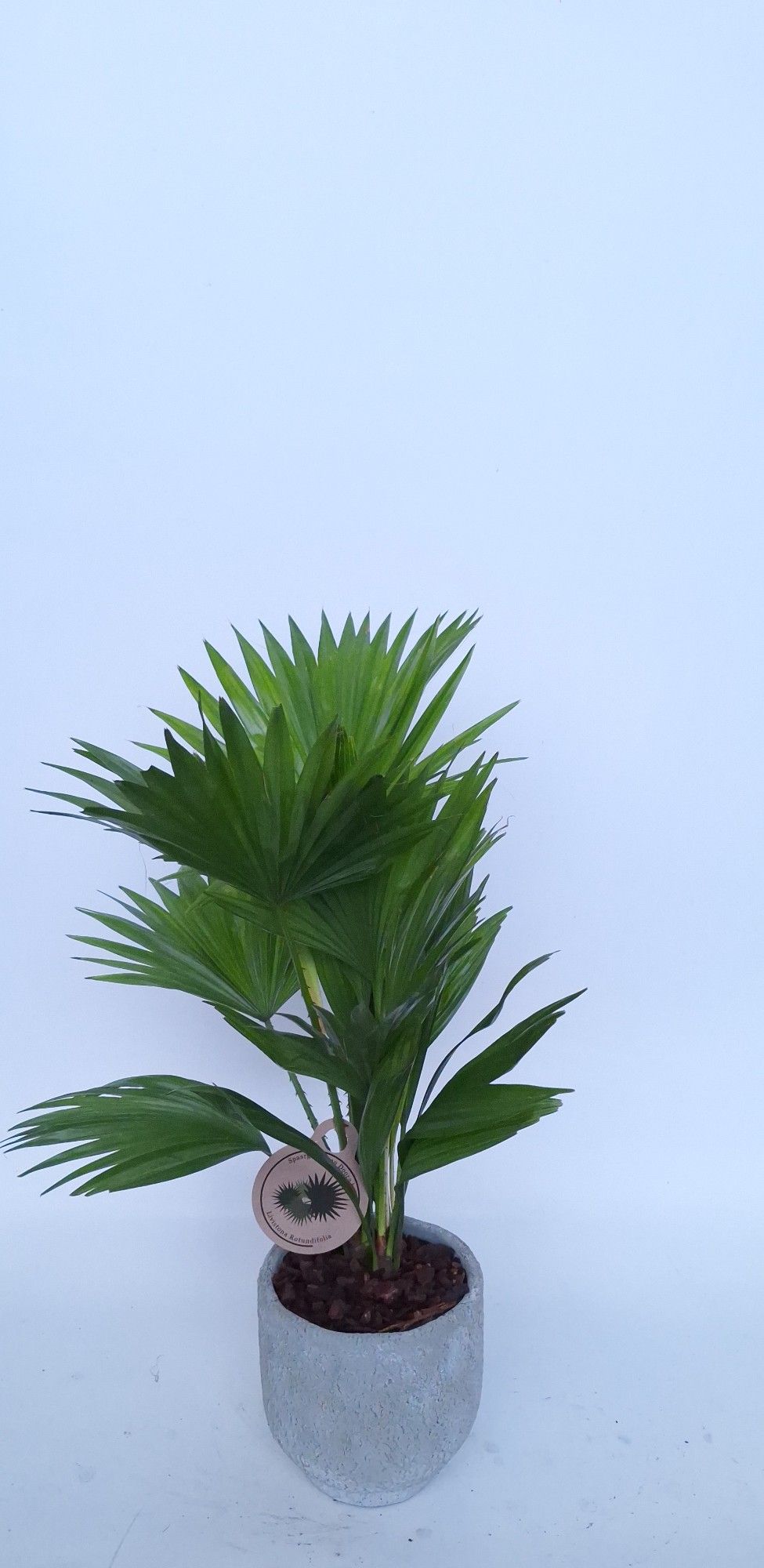 Livistona in Pot Dave cool grey D14, D 15