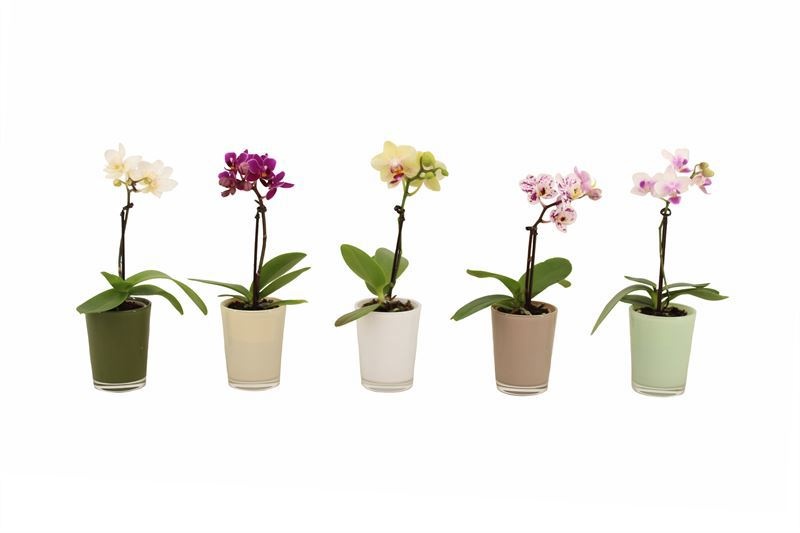 Glas pot p06 mix Finn Phal Tiny Dolls mix 1T07+ Aqu@, D 6